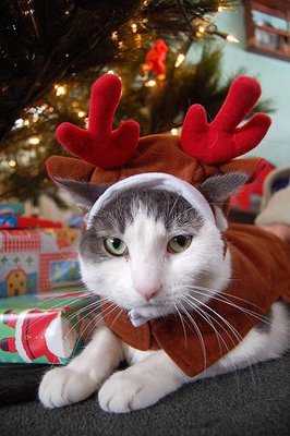 gatonavidad
